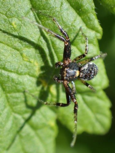 Xysticus sp.